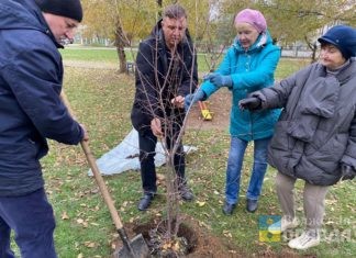 В Волжском высадили 125 пирамидальных тополей