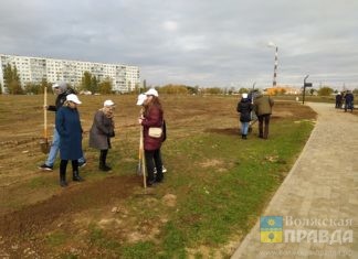 Сотрудники ПФР высадили 36 кленов и рябин в волжском парке «Солнечный»