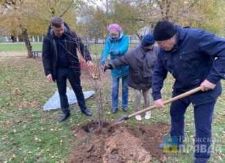 Вместо старых тополей в волжском поселке Рабочий высадят каштаны и сумах