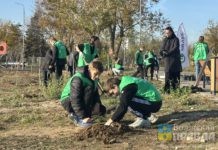 Плюс 5 тысяч деревьев и кустарников: в Волжском не останавливается высадка зеленых насаждений
