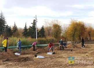 В Волжском в рамках осенней акции высажено более 1 200 деревьев и кустарников