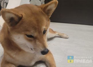 Как подписаться на «Волжскую правду» на 2026 год, не выходя из дома