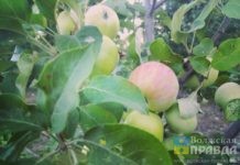 В Волгоградской области установили ГОСТ на яблоки и абрикосы