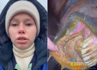Им залили в рот кислоту: в конном клубе Волжского изощрённым способом отравили 5 лошадей