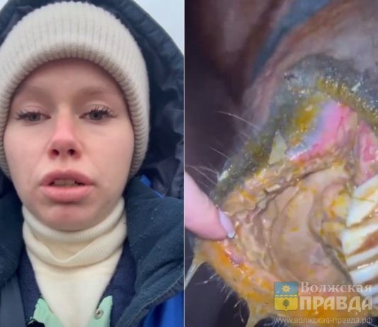 Им залили в рот кислоту: в конном клубе Волжского изощрённым способом отравили 5 лошадей