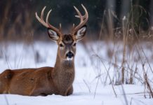В Волгоградской области общественность посчитает диких животных