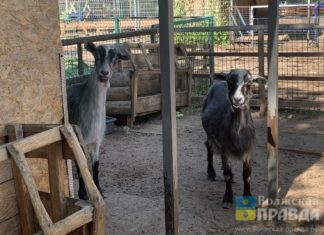Волжский зоодворик получил лицензию