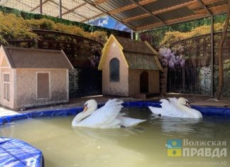 Почему лебеди остались на зиму в Волгоградской области?
