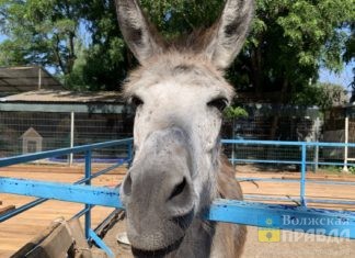 Нужен ли Волжскому стационарный зоопарк? Читатели «Волжской правды» высказали мнение